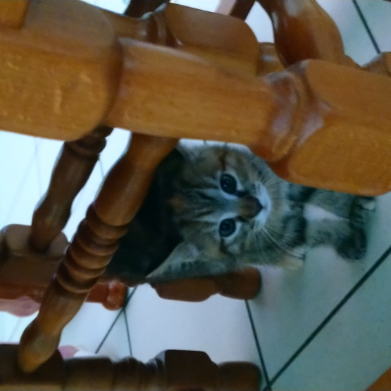 Image pour l'annonce Donne chatons