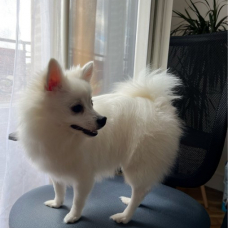 Image pour l'annonce Spitz de Poméranie