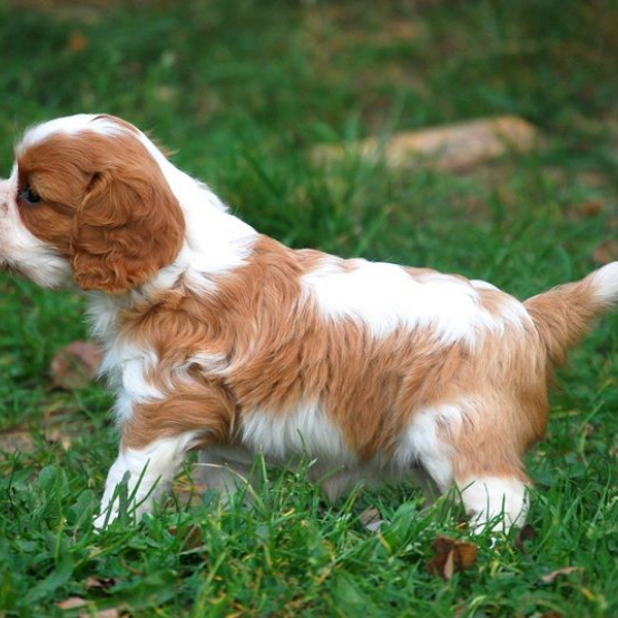 Image pour l'annonce chiot cavalier king charles non lof a donner