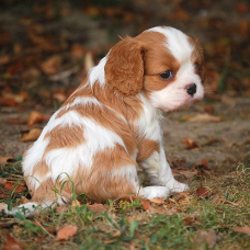 Image pour l'annonce chiot cavalier king charles non lof a donner