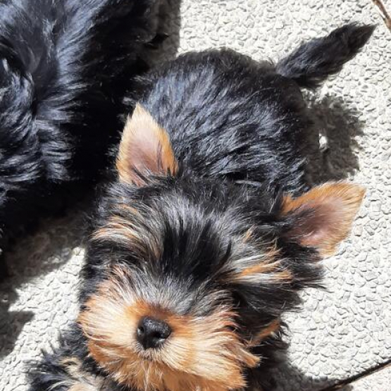 Image pour l'annonce Chiots Yorkshire terrier lof