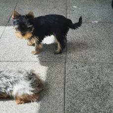 Image pour l'annonce Chiots Yorkshire terrier lof