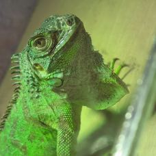 Image pour l'annonce Vends iguane vert