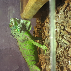 Image pour l'annonce Vends iguane vert