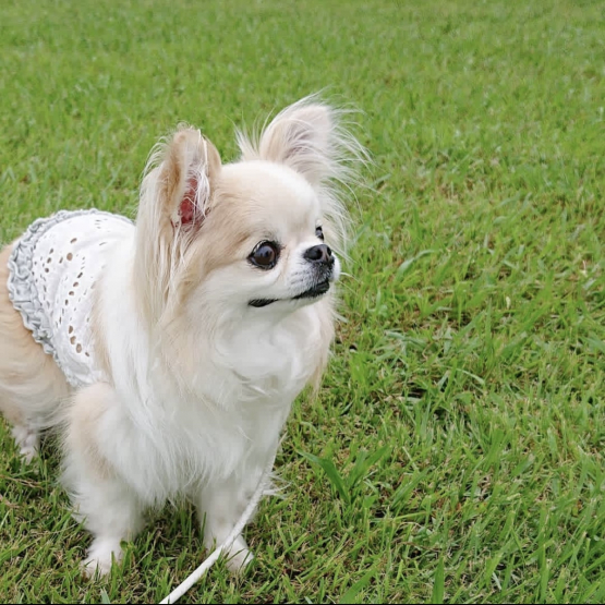 Image pour l'annonce Chipie recherche une famille.