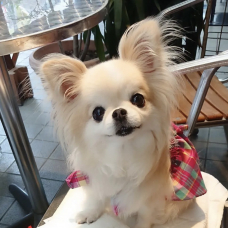 Image pour l'annonce Chipie recherche une famille.