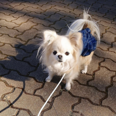 Image pour l'annonce Chipie recherche une famille.