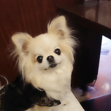 Image pour l'annonce Chipie recherche une famille.