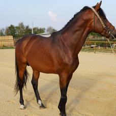 Image pour l'annonce Cheval Entier Selle Français de 7ans très joueur et expressif