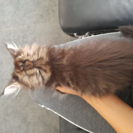 Image pour l'annonce Chatons Maine Coon disponibles