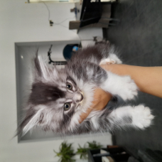 Image pour l'annonce Chatons Maine Coon disponibles
