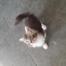 Image pour l'annonce Chatons Maine Coon disponibles