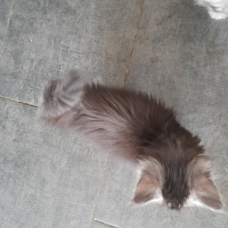 Image pour l'annonce Chatons Maine Coon disponibles