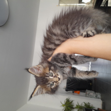 Image pour l'annonce Chatons Maine Coon disponibles