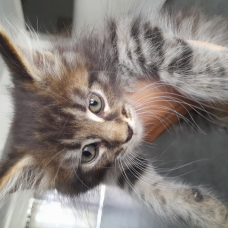 Image pour l'annonce Chatons Maine Coon disponibles