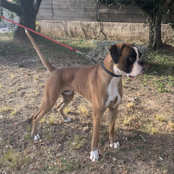 Image pour l'annonce Saillie BOXER LOF