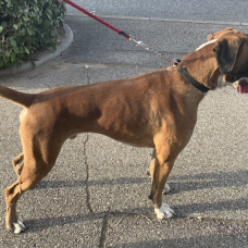 Image pour l'annonce Saillie BOXER LOF