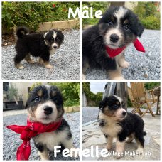 Image pour l'annonce Chiot berger australien de parents LOF