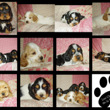Image pour l'annonce tres beaux chiots cocker anglais