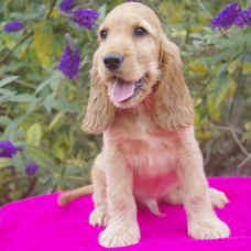 Image pour l'annonce tres beaux chiots cocker anglais