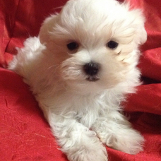 Image pour l'annonce a donnez Chiot Bichon Maltais femelle