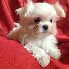Image pour l'annonce a donnez Chiot Bichon Maltais femelle