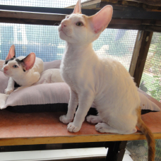 Image pour l'annonce vends cornish rex
