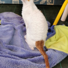 Image pour l'annonce vends cornish rex