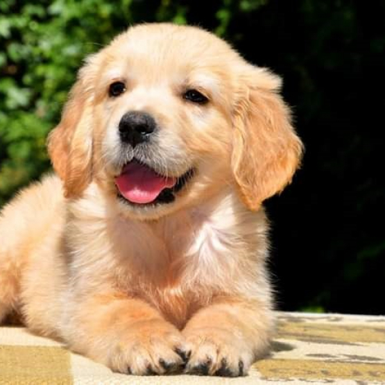 Image pour l'annonce A donner contre bon soin Golden retriever