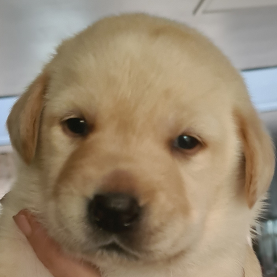 Image pour l'annonce Vend chiots labrador