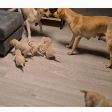Image pour l'annonce Vend chiots labrador