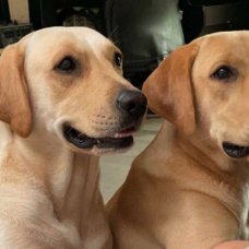 Image pour l'annonce Vend chiots labrador