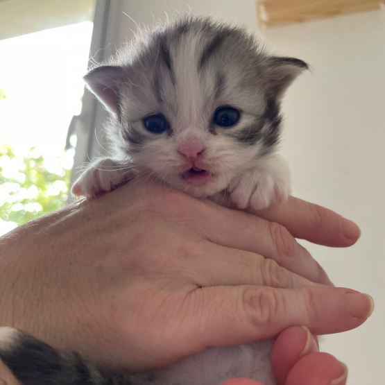 Image pour l'annonce À reserver 3 chatons scottish
