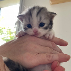 Image pour l'annonce À reserver 3 chatons scottish