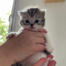 Image pour l'annonce À reserver 3 chatons scottish