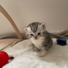Image pour l'annonce À reserver 3 chatons scottish