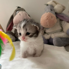 Image pour l'annonce À reserver 3 chatons scottish