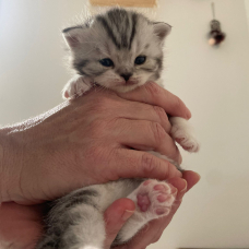 Image pour l'annonce À reserver 3 chatons scottish