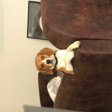 Image pour l'annonce Saillie Beagle