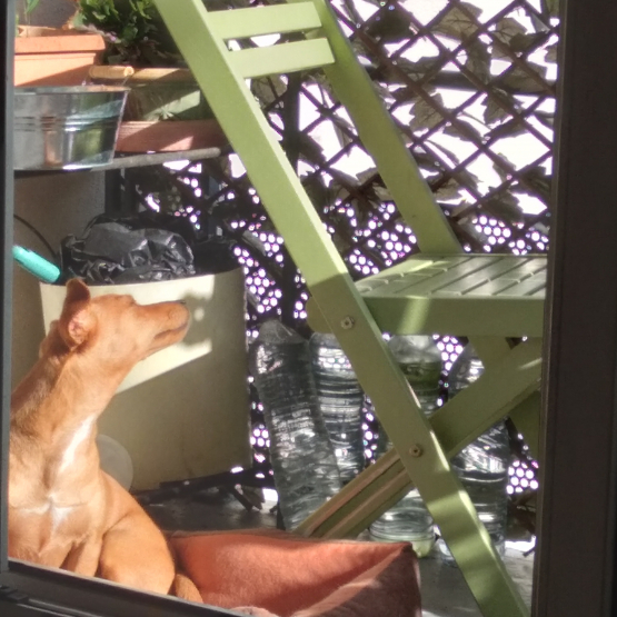 Image pour l'annonce Vend pinscher moyen