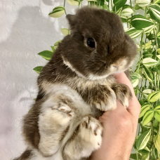 Image pour l'annonce Véritables lapins nains bébés pure race