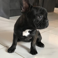 Image pour l'annonce chiot bouledogue français LOF femelle