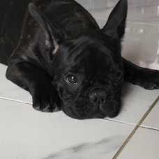 Image pour l'annonce chiot bouledogue français LOF femelle