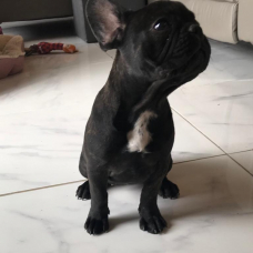 Image pour l'annonce chiot bouledogue français LOF femelle