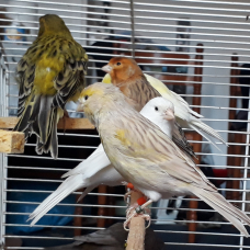 Image pour l'annonce Canaris lot à saisir