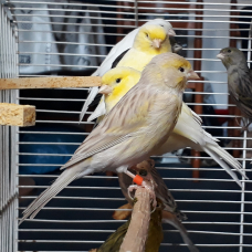 Image pour l'annonce Canaris lot à saisir