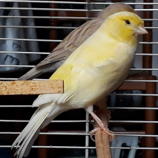 Image pour l'annonce Canaris lot à saisir
