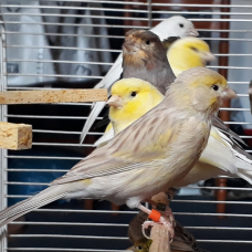 Image pour l'annonce Canaris lot à saisir