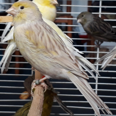 Image pour l'annonce Canaris lot à saisir