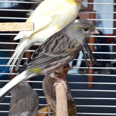 Image pour l'annonce Canaris lot à saisir